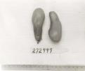 Click for 1 image(s) for this accession. FRUIT